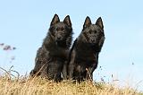 SCHIPPERKE 337